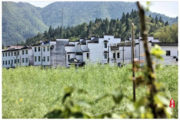 王宗耀摄影艺术欣赏——四月婺源似仙境（二）