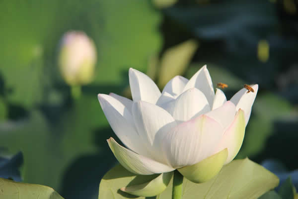 河南淮滨：七月荷花婀娜多姿分外妖娆