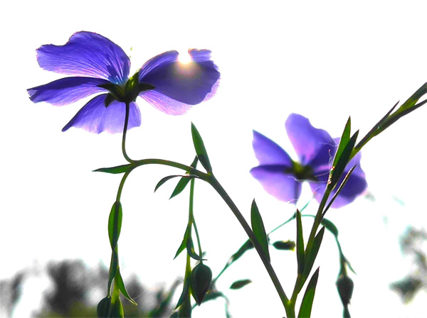 郯城：宿根亚麻蓝色花朵惹人迷