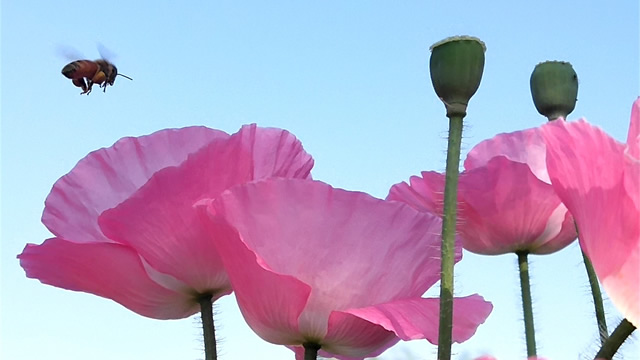 郯城：多姿多彩“虞美人”装扮好环境