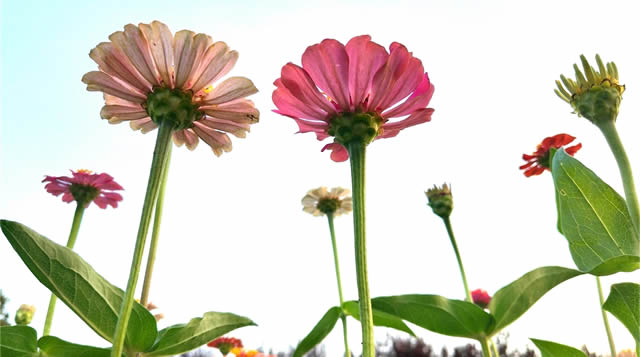 郯城：步步登高花盛开朵朵争艳好宜人