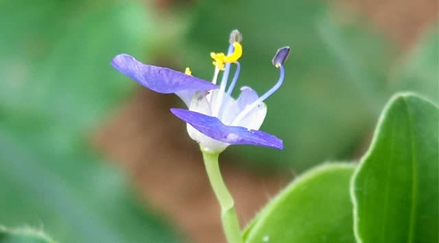 郯城：“饭包草”蓝色花开送清凉