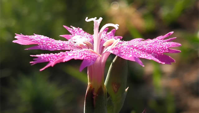 郯城：多彩石竹竞芬芳